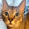 delgato400